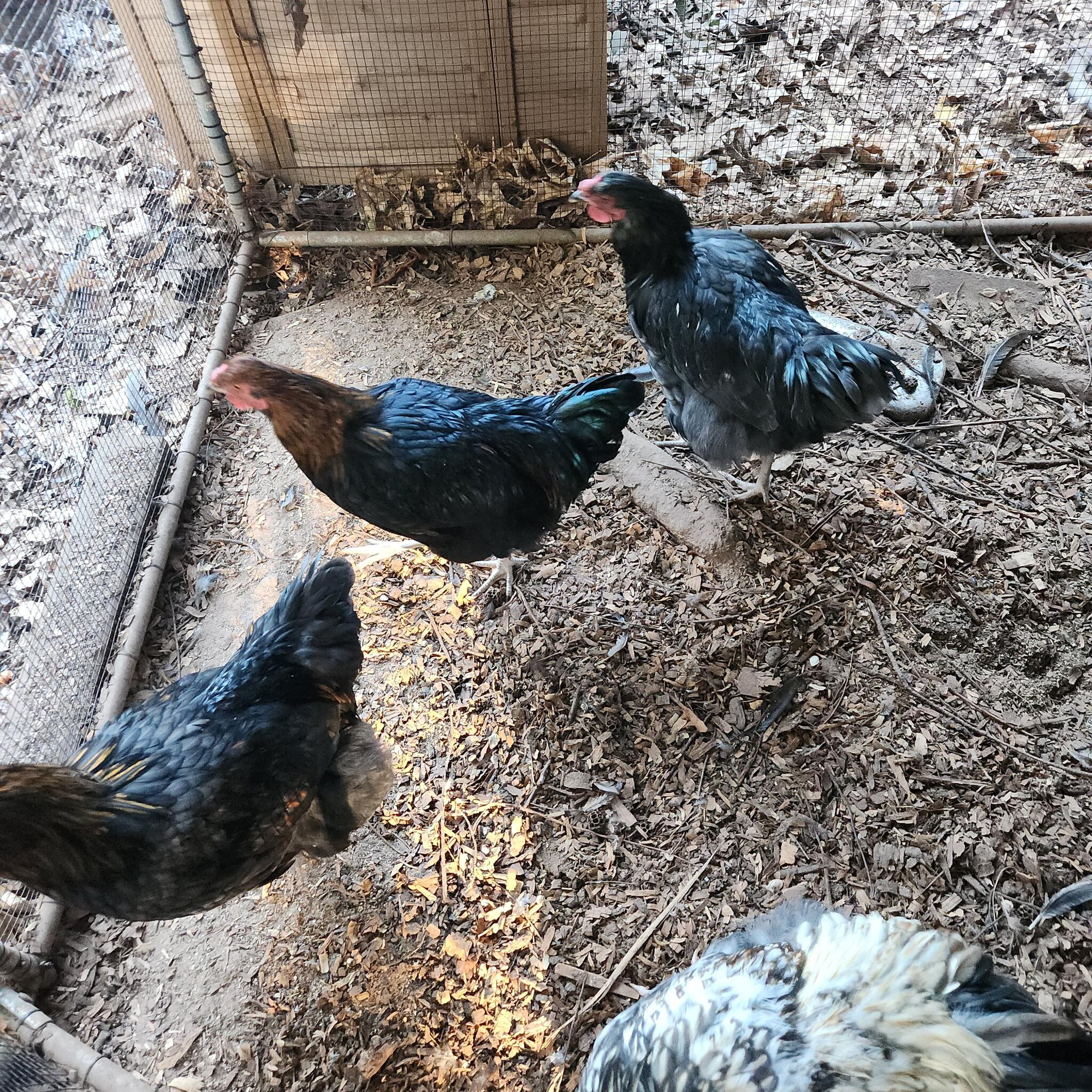 New Larchio 45 Piece Thanksgiving Turkey Floor Puzzle For $12 In inside Thanksgiving Floor Puzzle