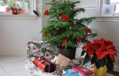 15 Of The Best Christmas Plants | Bbc Gardeners World Magazine throughout Popular Christmas House Plant Crossword