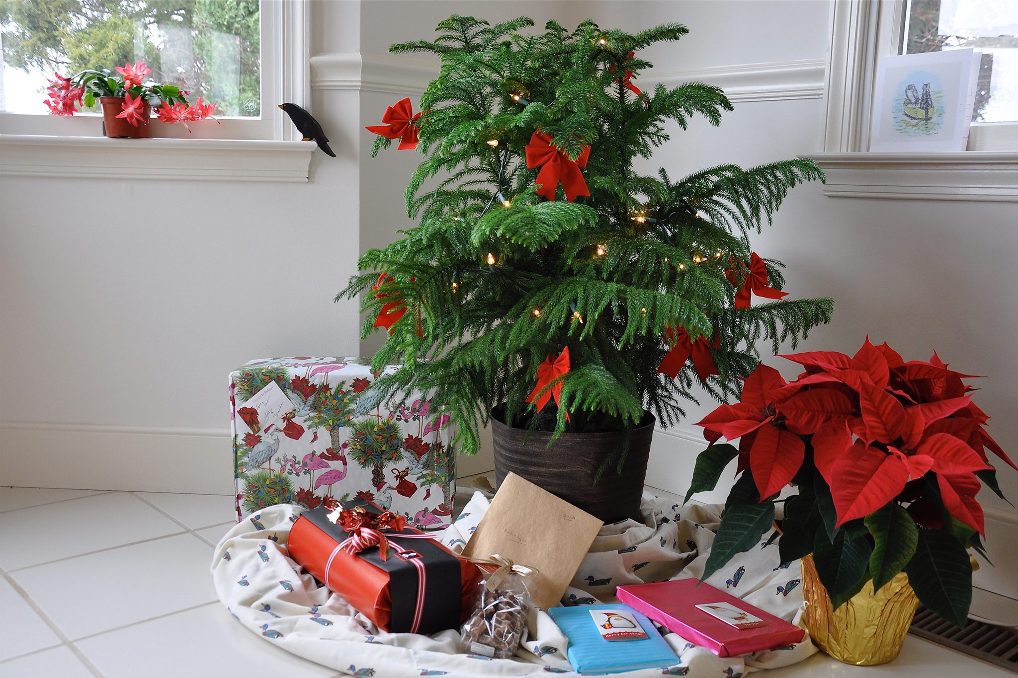 15 of the best christmas plants bbc gardeners world magazine throughout popular christmas house plant crossword 15 Of The Best Christmas Plants | Bbc Gardeners World Magazine throughout Popular Christmas House Plant Crossword