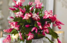 Alternative Christmas Houseplants | Bbc Gardeners World Magazine with Popular Christmas House Plant Crossword