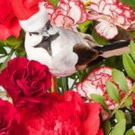 Beautiful' £27 Christmas Flowers Delivered From Family Run Florist Inside A Beautiful Red Flower Christmas Crossword