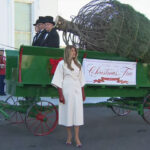 First Lady Welcomes The Official 2025 White House Christmas Tree Within Horse Drawn Carriages Delivering Christmas Trees Crossword