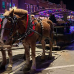 Marion'S Christmas In The Park And Peppermint Walk To Return Dec. 5 Regarding Horse Drawn Carriages Delivering Christmas Trees Crossword Clue