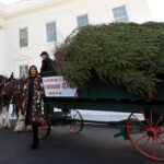 Melania Trump Welcomes Christmas Tree To White House | Fox News Inside Horse Drawn Carriages Delivering Christmas Trees Crossword