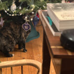 Rex Parker Does The Nyt Crossword Puzzle: 2024 Throughout It Falls On The Eve Of Christmas Eve Nyt Crossword