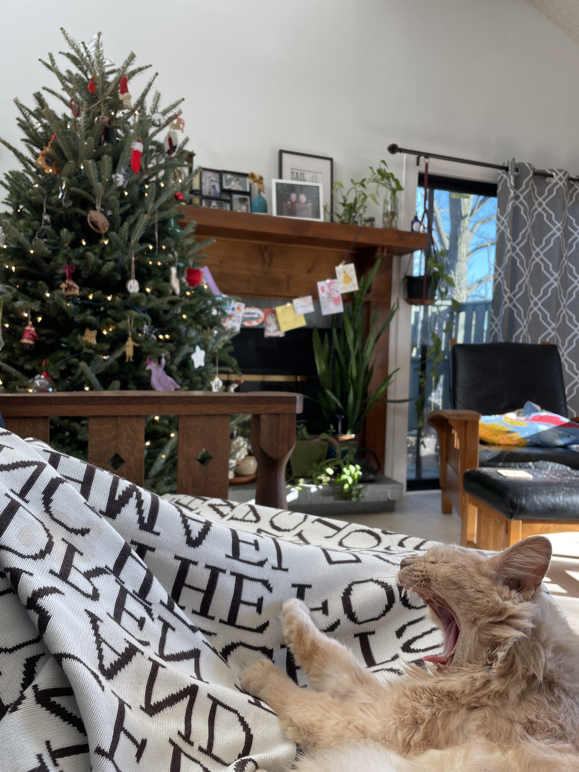 Rex Parker Does The Nyt Crossword Puzzle: Hungarian Violinist in Gunk on a Christmas Tree Crossword