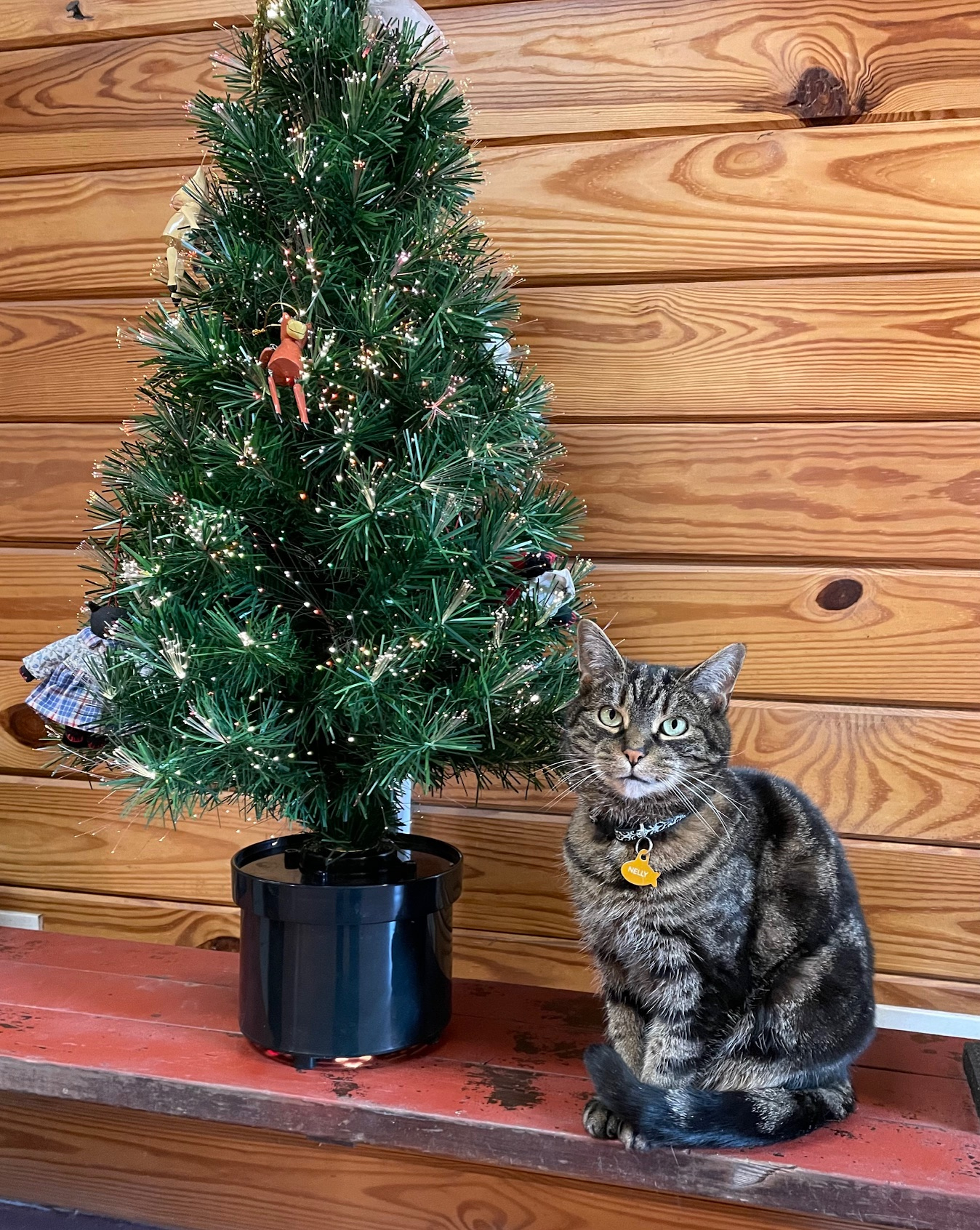 Rex Parker Does The Nyt Crossword Puzzle: Hungarian Violinist intended for Gunk On A Christmas Tree Crossword