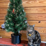 Rex Parker Does The Nyt Crossword Puzzle: Hungarian Violinist With Regard To Christmas Baubles Often Nyt Crossword Clue