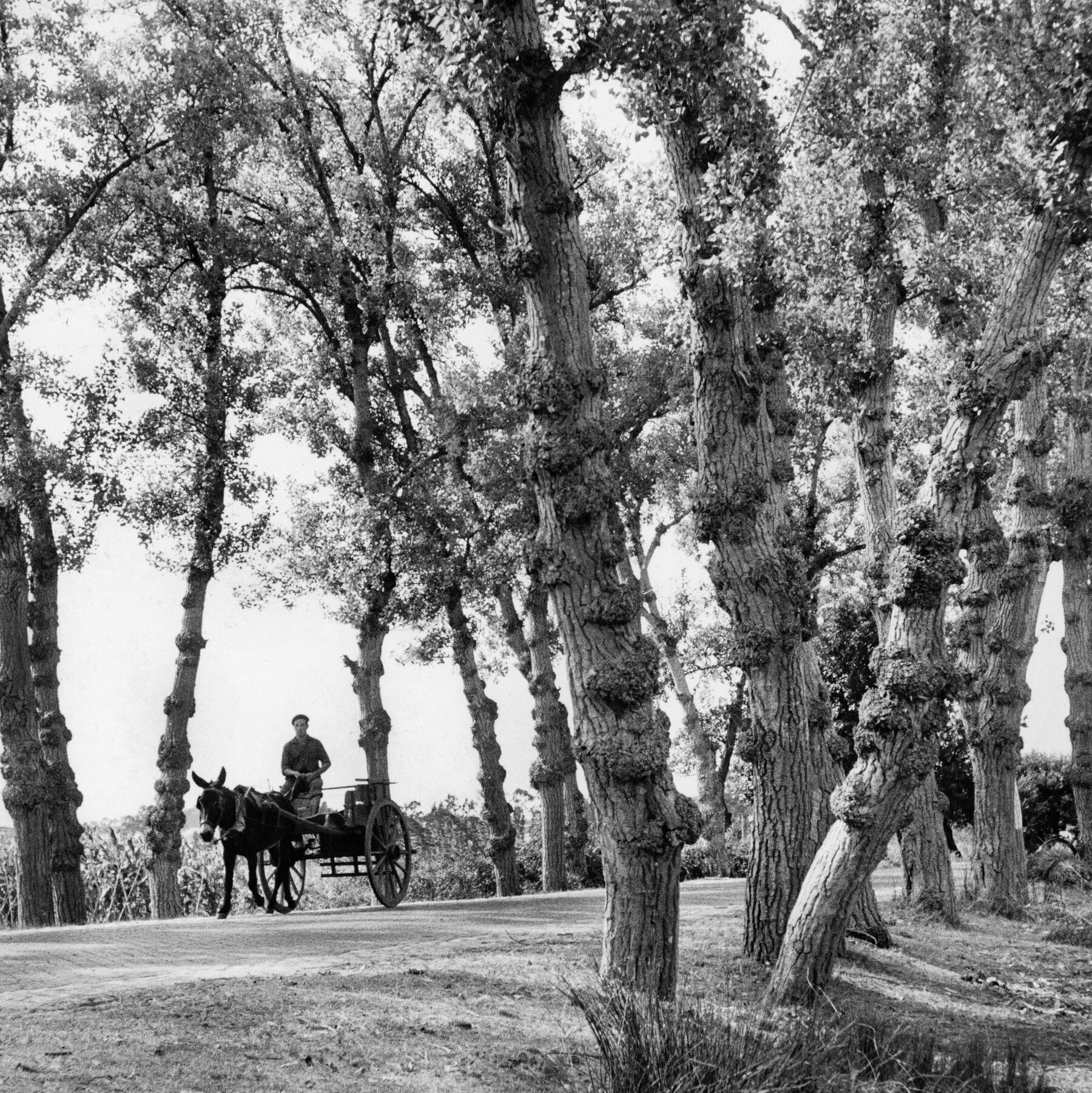 Turns Of Phrase - The New York Times regarding Horse Drawn Carriages Delivering Christmas Trees Crossword Clue