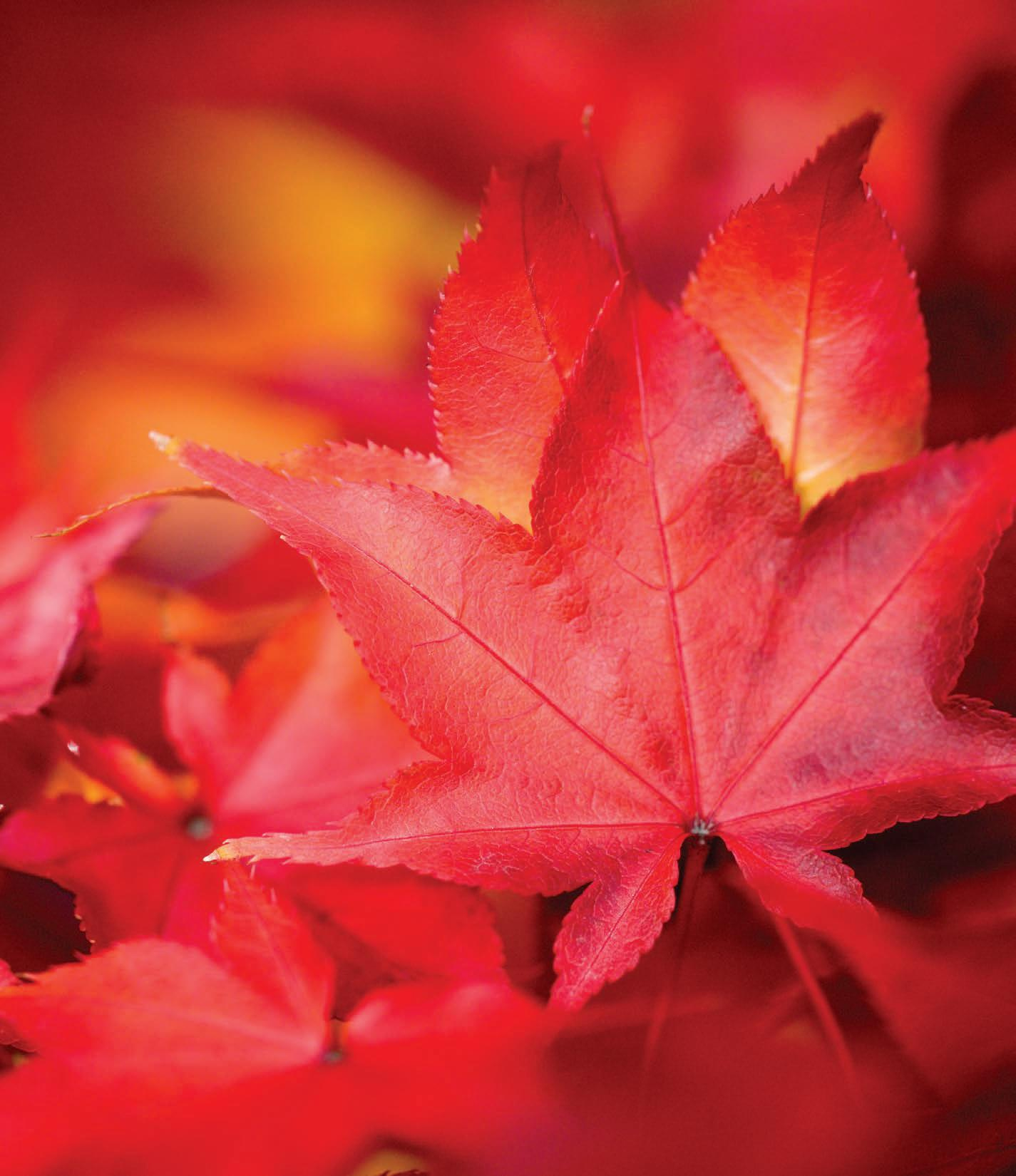 Webb Weekly October 11, 2023Webb Weekly - Issuu inside Orange Studder at Christmas Crossword