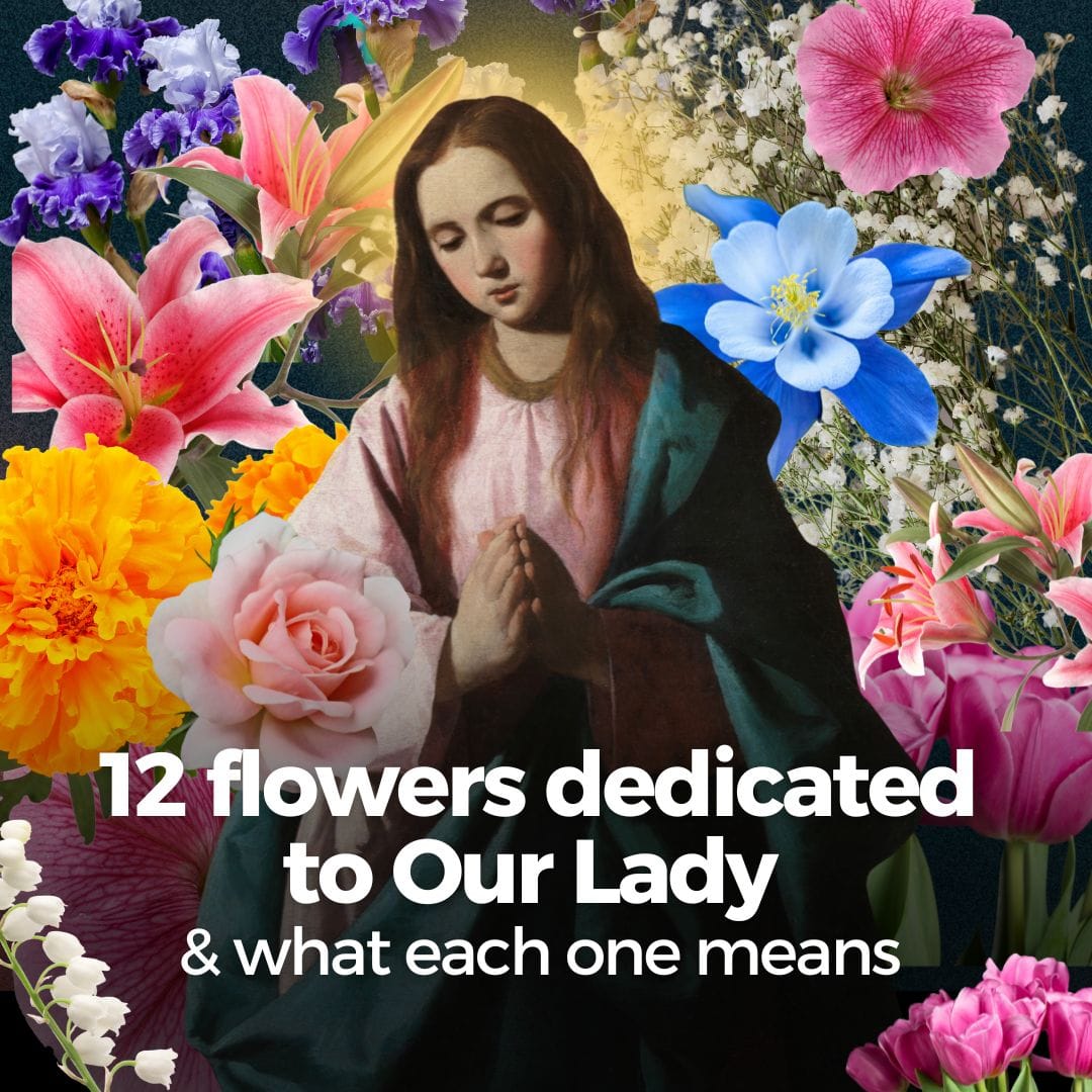 12 Flowers Dedicated To Our Lady What Each One Means