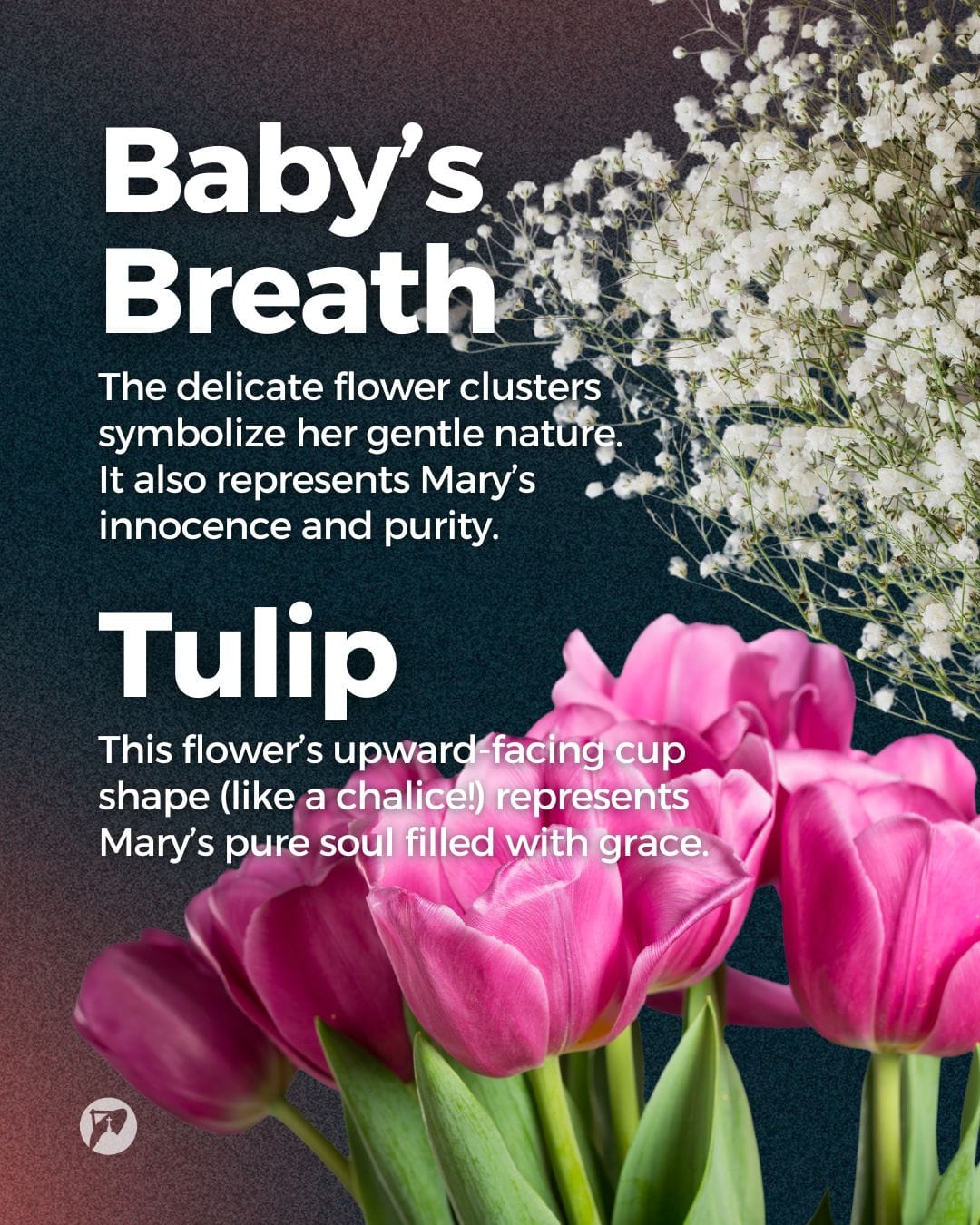 12 Flowers Dedicated To Our Lady What Each One Means