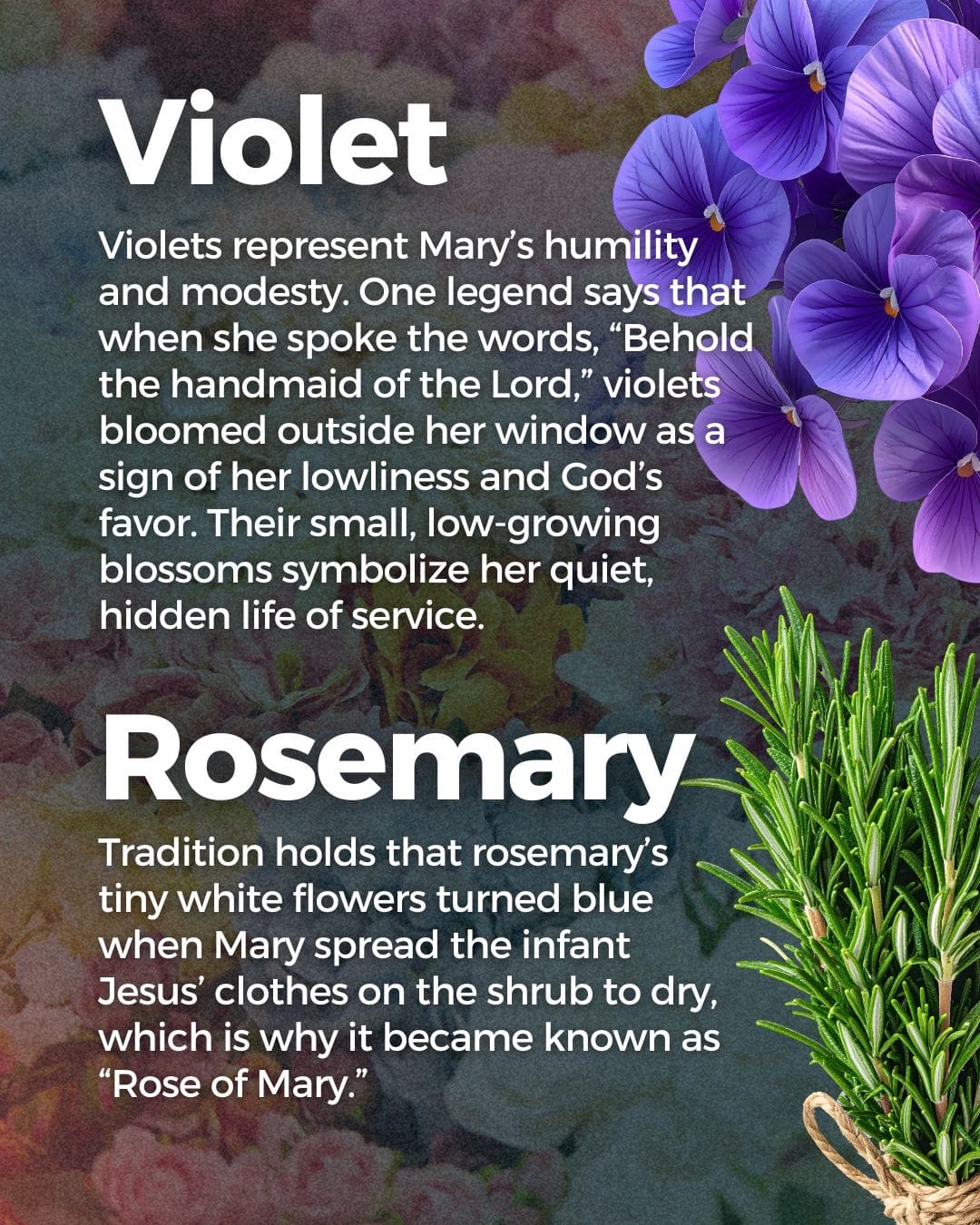 12 Flowers Dedicated To Our Lady What Each One Means