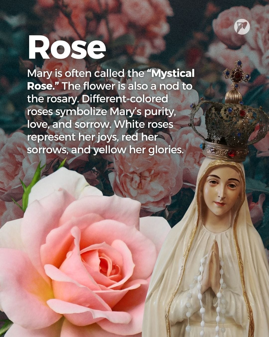 12 Flowers Dedicated To Our Lady What Each One Means