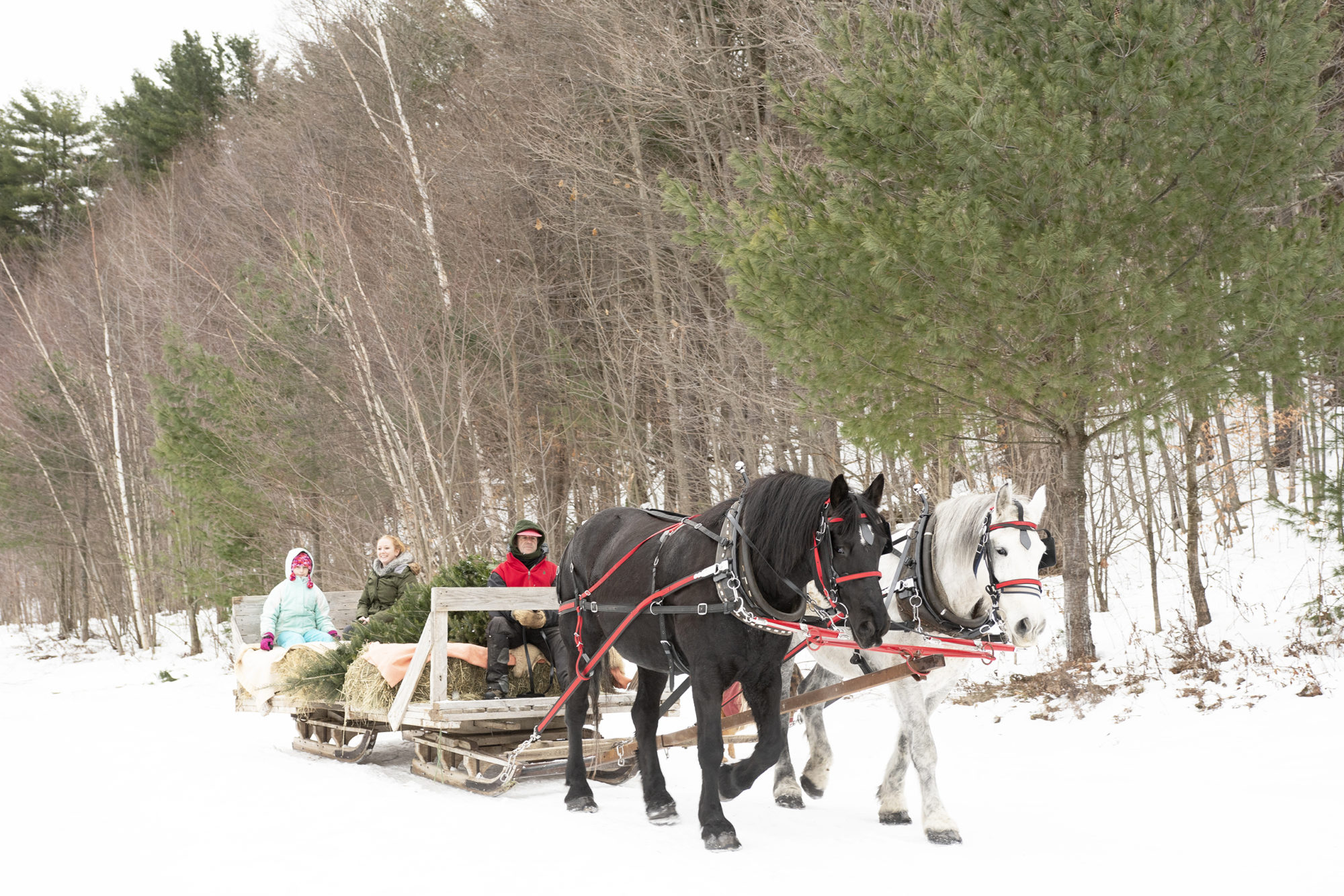 horse drawn carriages delivering christmas trees crossword clue