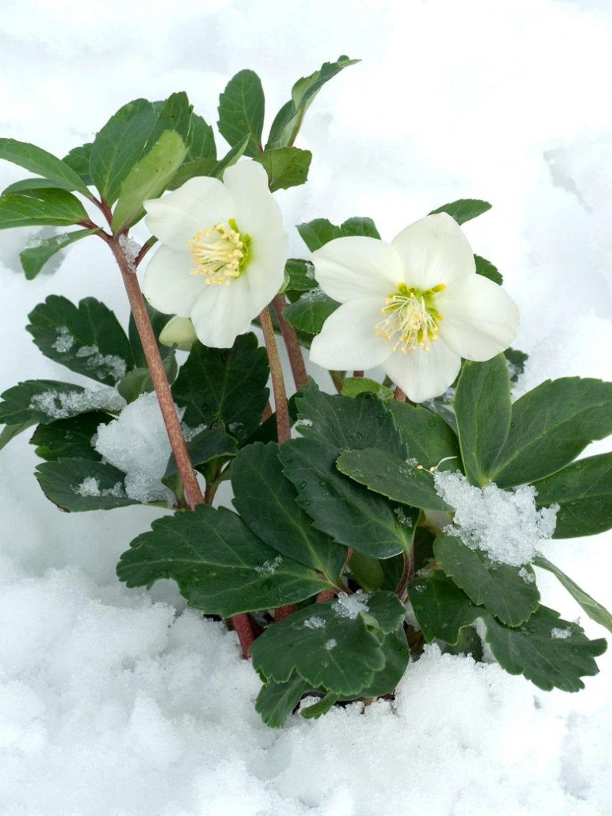 Christmas Rose