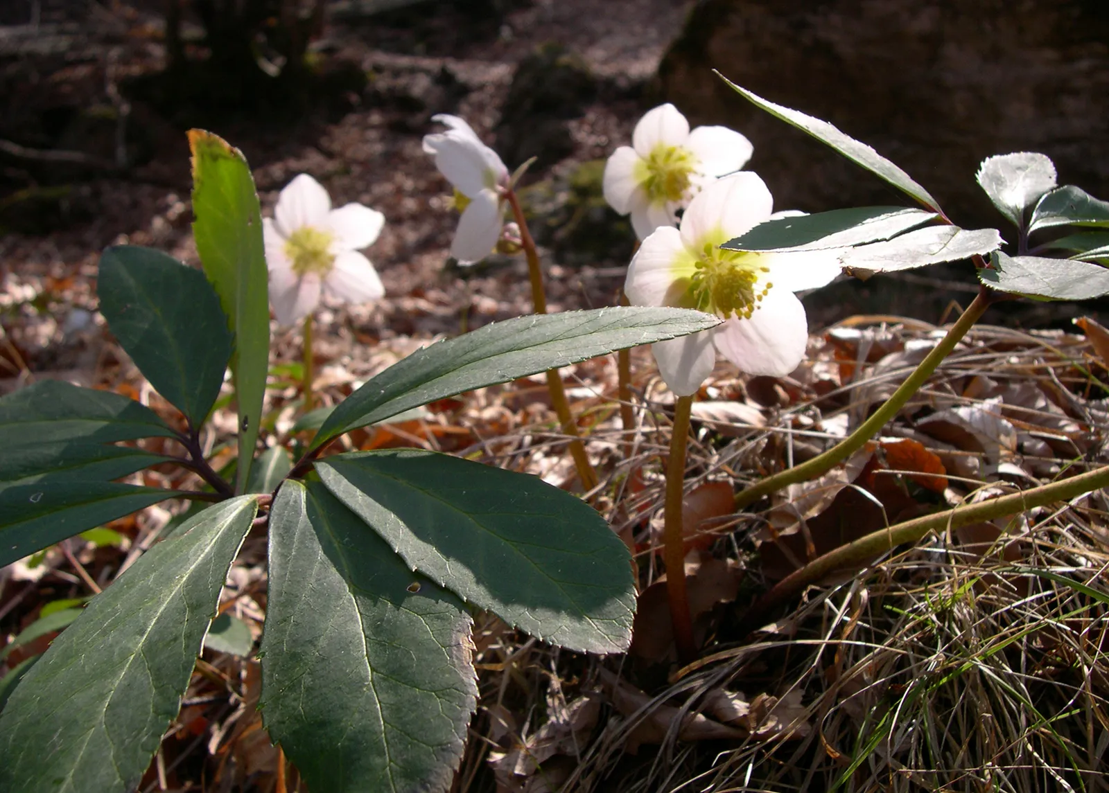 Christmas Rose