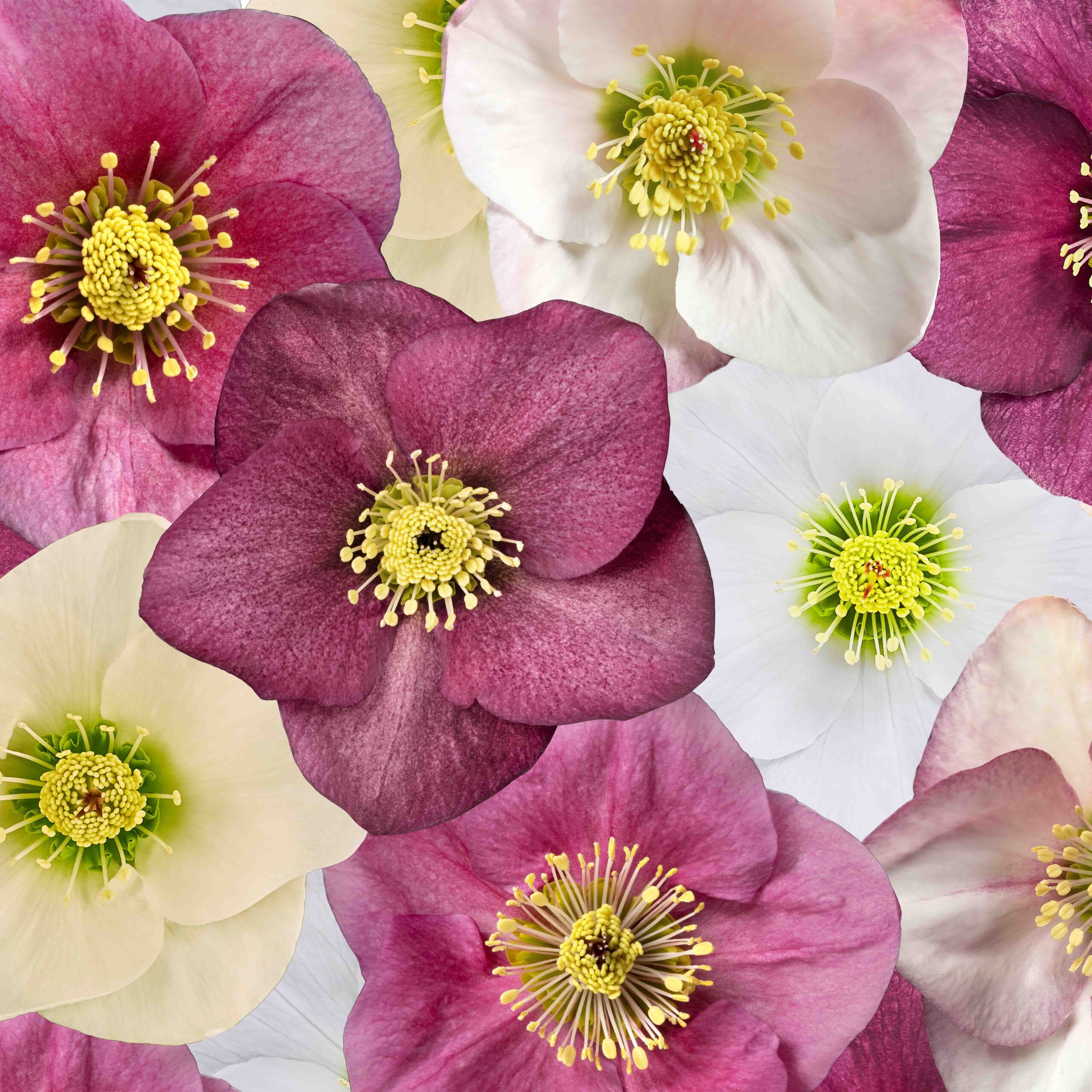 christmas rose crossword clue