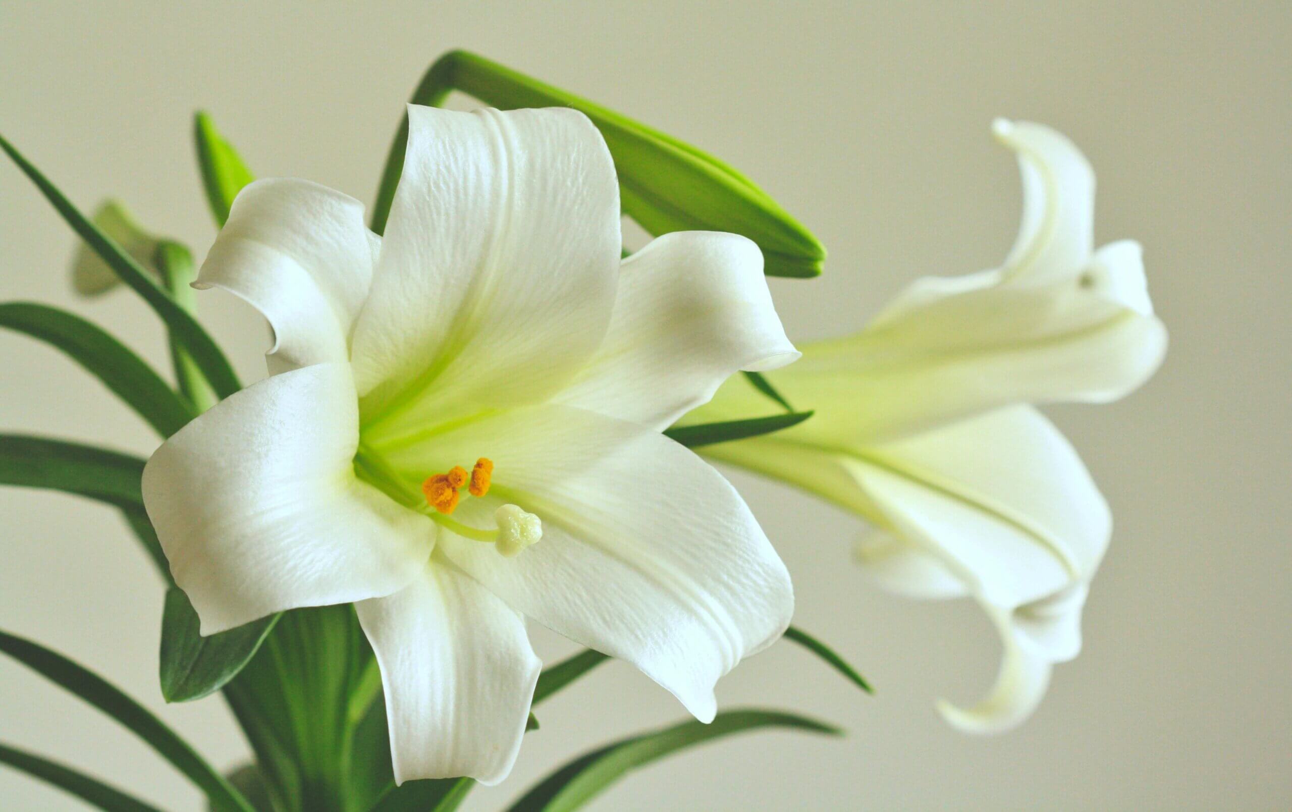 Easter Lilies Arent The Only Popular Easter Flower