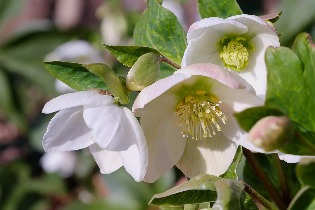 The Christmas Rose