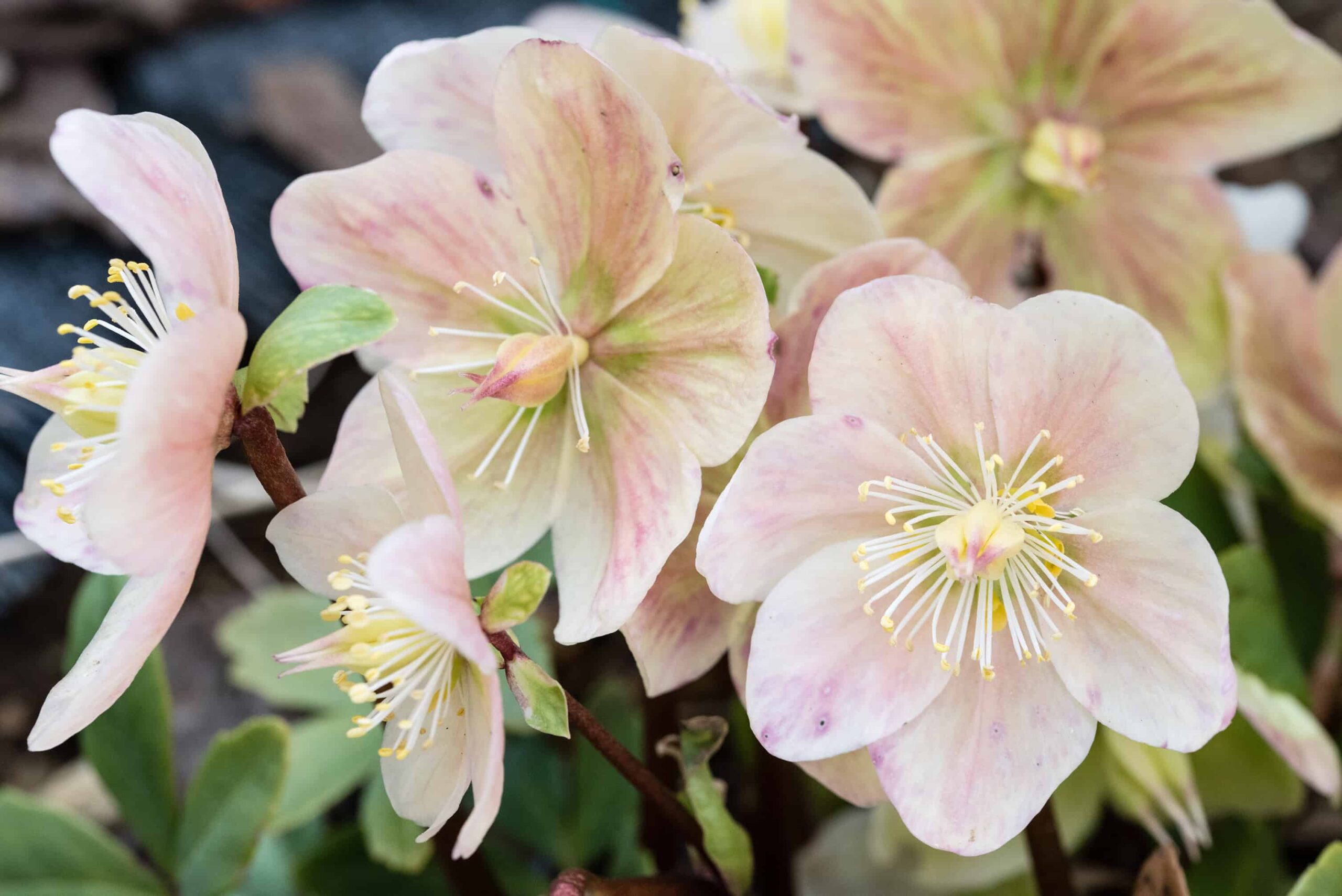 The Christmas Rose