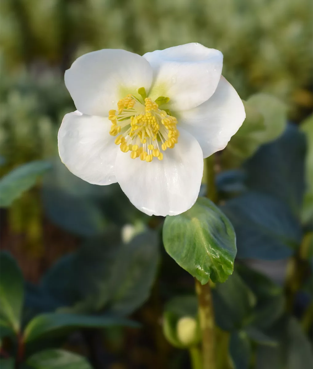 The Christmas Rose
